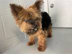 Adopt LUCINDA a Yorkshire Terrier