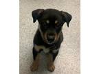 Adopt BEANS a Rottweiler, Mixed Breed