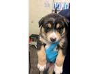 Adopt TOAST a Rottweiler, Mixed Breed