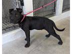 Adopt IMPOSSIBLE BURGER a Pit Bull Terrier