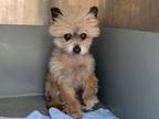 Adopt CARL a Pomeranian