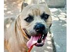 Adopt JONATHAN a Pit Bull Terrier