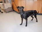 Adopt ALFIE a Patterdale Terrier / Fell Terrier, Mixed Breed