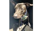 Adopt CINNAMON APPLE a Labrador Retriever, Mixed Breed