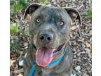 Adopt MISTER a Pit Bull Terrier