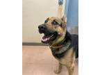 Adopt YOSHI a German Shepherd Dog