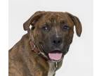 Adopt BROOKS a Boxer, Mastiff