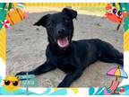 Adopt COCOA PUFF a Dachshund