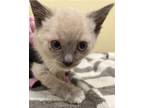Adopt A189227 a Siamese