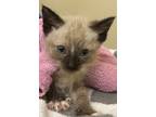 Adopt A189221 a Siamese