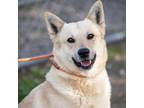 Adopt SCOUT a German Shepherd Dog, Siberian Husky