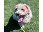 Adopt Rico N 24050 a Cockapoo