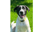 Adopt IRVIN a German Shorthaired Pointer, Border Collie