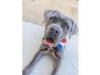 Adopt BRUNO a Cane Corso