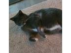 Adopt Smokey a Domestic Short Hair