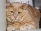 Adopt MASON a Domestic Short Hair