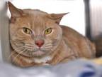 Adopt OATMEAL a Domestic Short Hair