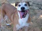 Adopt PLUTO a American Staffordshire Terrier