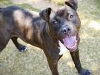 Adopt MAX a American Staffordshire Terrier, Mixed Breed