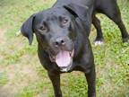 Adopt BRUNO a Labrador Retriever, Mixed Breed