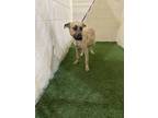 Adopt DILL a Black Mouth Cur