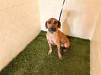 Adopt NICK a Black Mouth Cur