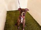 Adopt OLIVER a Boxer, Mixed Breed