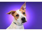 Adopt LANE a Australian Cattle Dog / Blue Heeler, Mixed Breed