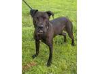 Adopt ROLO a Labrador Retriever, Mixed Breed
