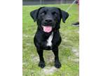 Adopt SHREK a Labrador Retriever