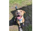 Adopt MEEKO a Pit Bull Terrier