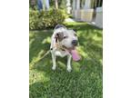 Adopt BEAR a Pit Bull Terrier