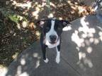 Adopt CRUNCH a Pit Bull Terrier, Mixed Breed