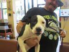 Adopt FARAMIR a Labrador Retriever, Mixed Breed