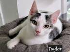 Adopt Taylor a American Shorthair