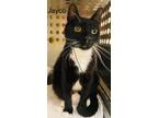 Adopt Jayco a Domestic Short Hair
