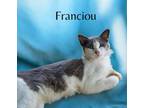 Adopt Franciou a Domestic Long Hair