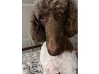 Adopt Sherman a Standard Poodle