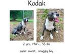 Adopt Kodak a Mixed Breed
