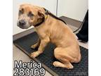 Adopt MERICA a Mixed Breed