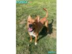 Adopt Punky a Terrier