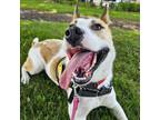 Adopt Sheen a Siberian Husky