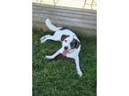 Adopt Shadow Bandit a Terrier, Mixed Breed