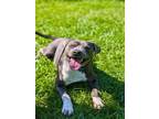 Adopt CHARLES a Pit Bull Terrier
