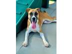 Adopt TRUMAN a Black Mouth Cur, Mixed Breed