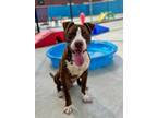 Adopt CHANCE a Pit Bull Terrier