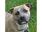 Adopt GaryO a Pit Bull Terrier