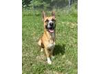 Adopt Dipper a Shepherd, Husky
