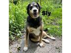 Adopt Sly 240380 a Mixed Breed