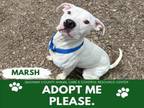 Adopt MARSH a Pit Bull Terrier